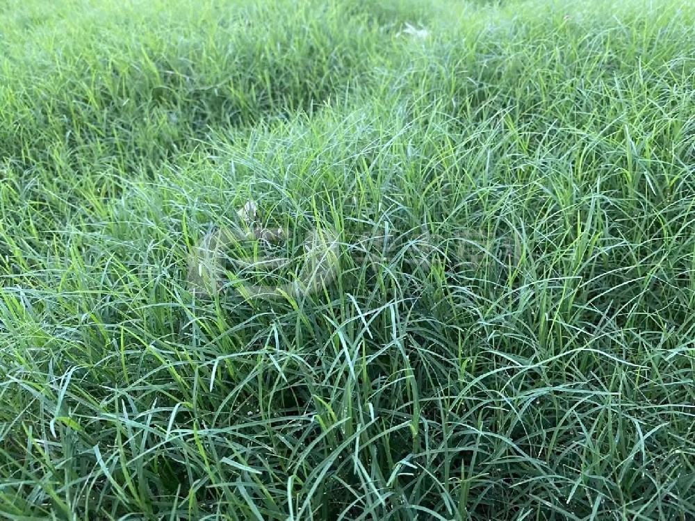 草坪建植的方法主要分为哪两种？