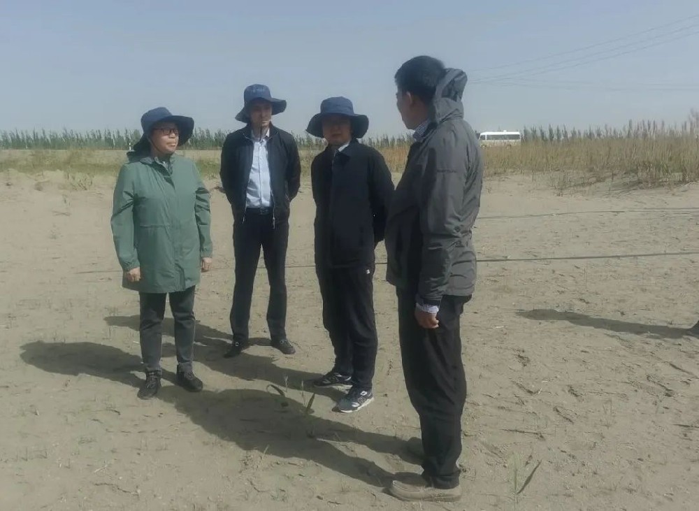 中国科学院曹晓风院士五一期间，不辞辛苦，亲临指导“田菁”在沙漠盐碱地种植