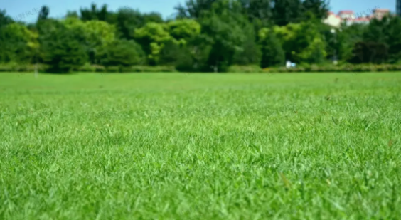 草坪选种纠结症？这款「绅士」黑麦草，让养护变轻松！