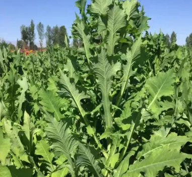 苦荬菜