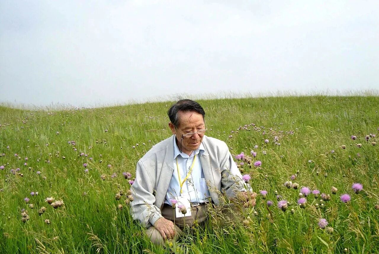 藏在草原里的“生态宝藏”：无芒雀麦，不止是牧草那么简单