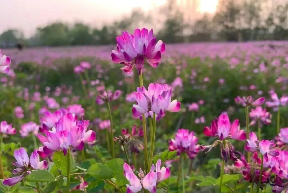 一粒绿肥种子，唤醒一片沃土